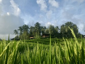 A lush green rice field with a traditional house on a hill, surrounded by palm trees. - Clove Tree Hill (Selemadeg)