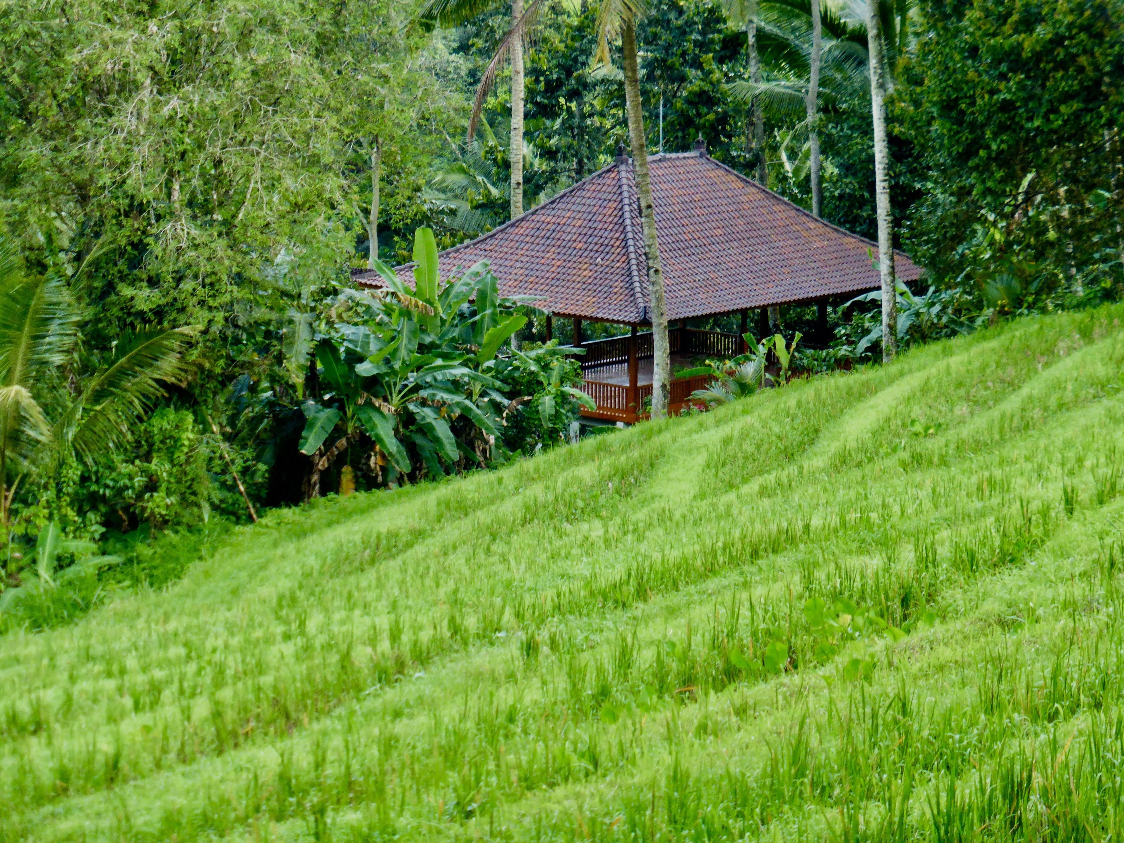 A house with a tiled roof surrounded by lush greenery and banana plants.