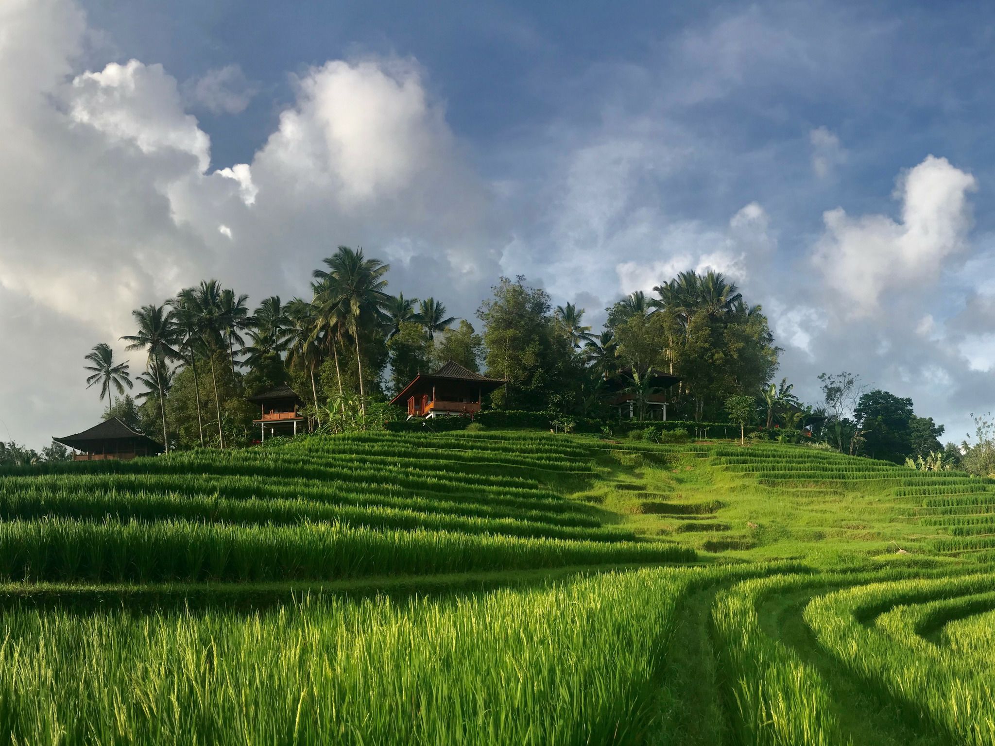 Foto - Clove Tree Hill