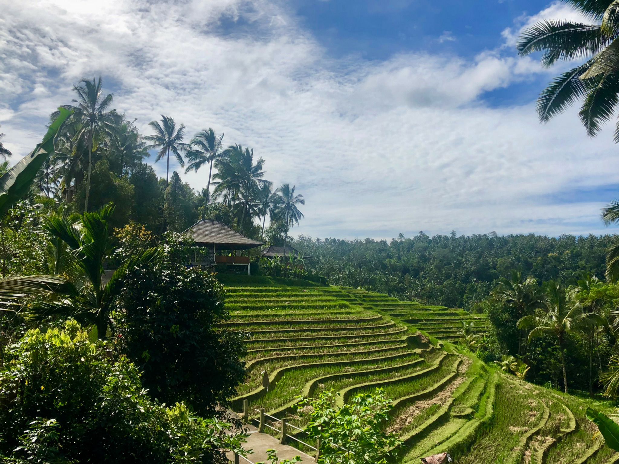 Foto - Clove Tree Hill