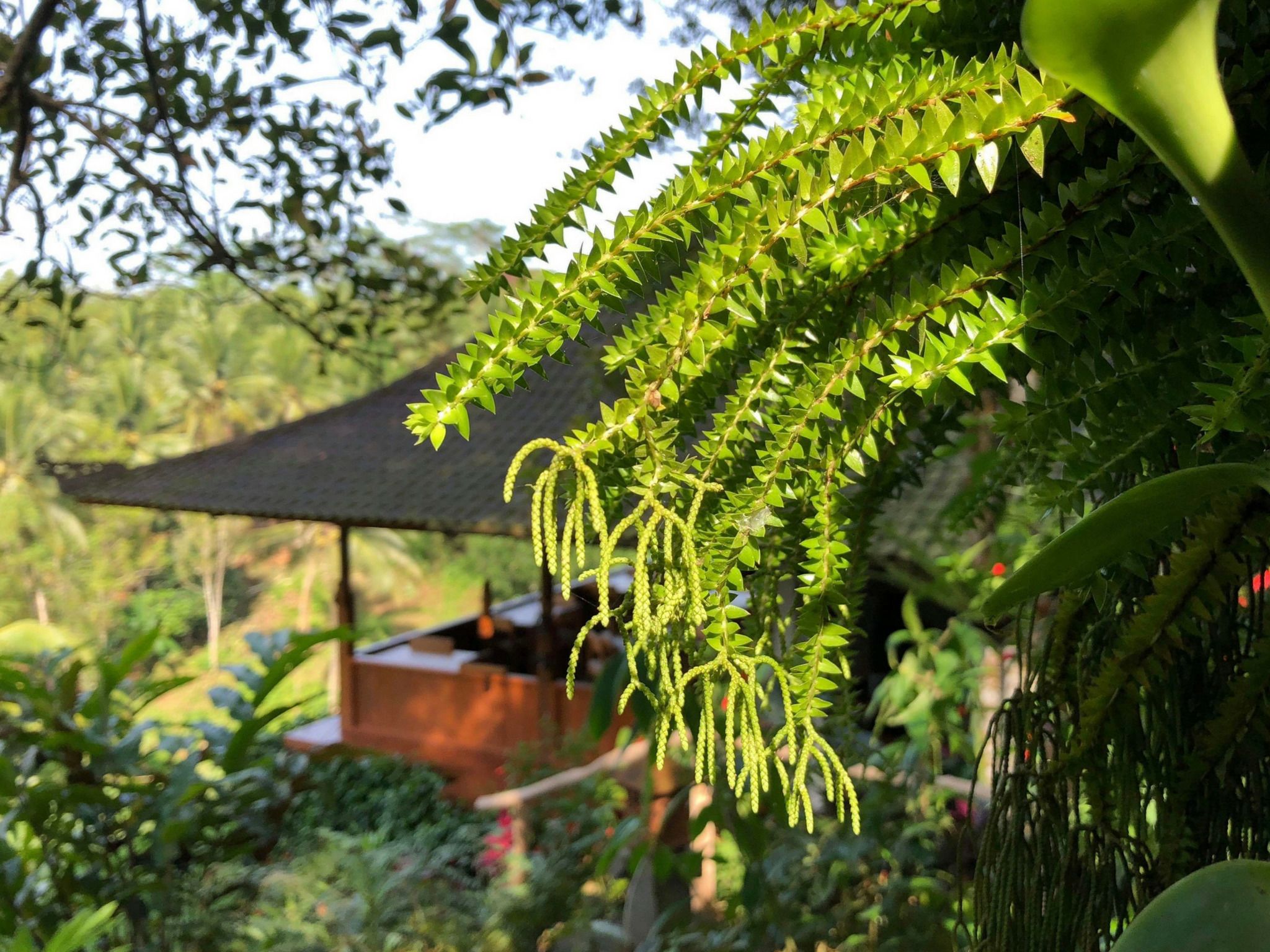 Foto - Clove Tree Hill