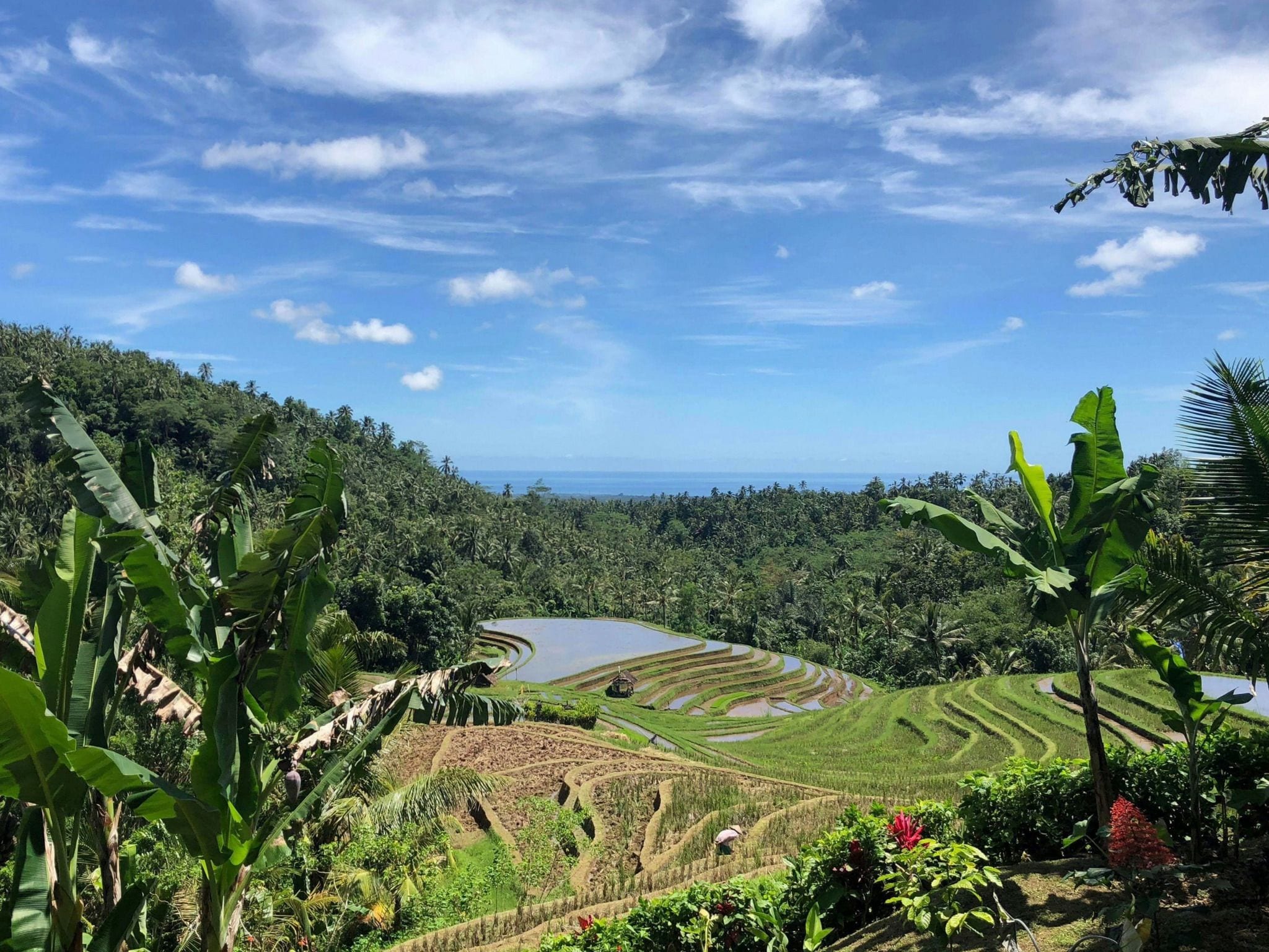 Foto - Clove Tree Hill