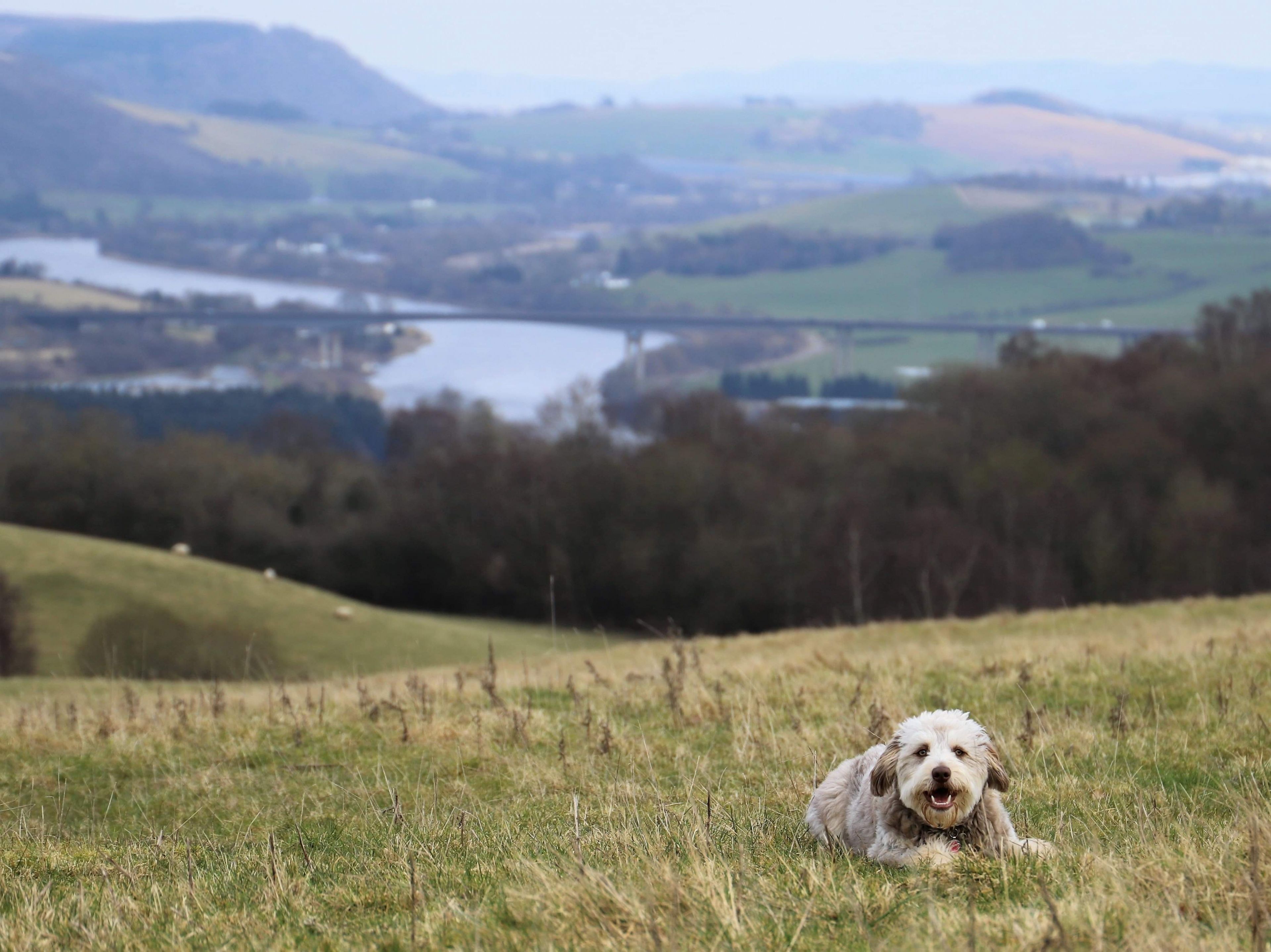 Un chien allongé dans un champ d’herbe, avec un lac et des collines en arrière-plan.