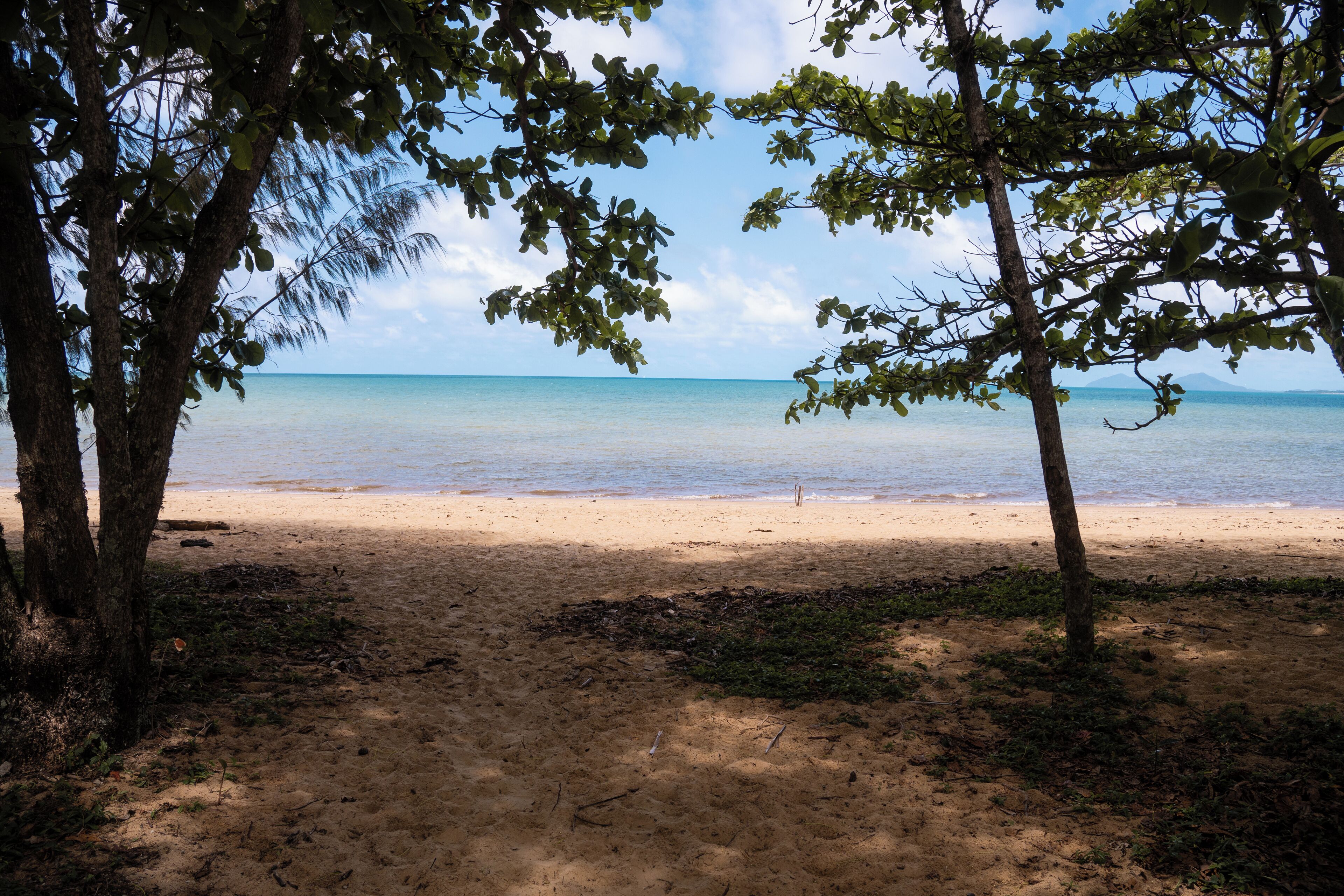 A beach with trees and a clear view of the ocean.