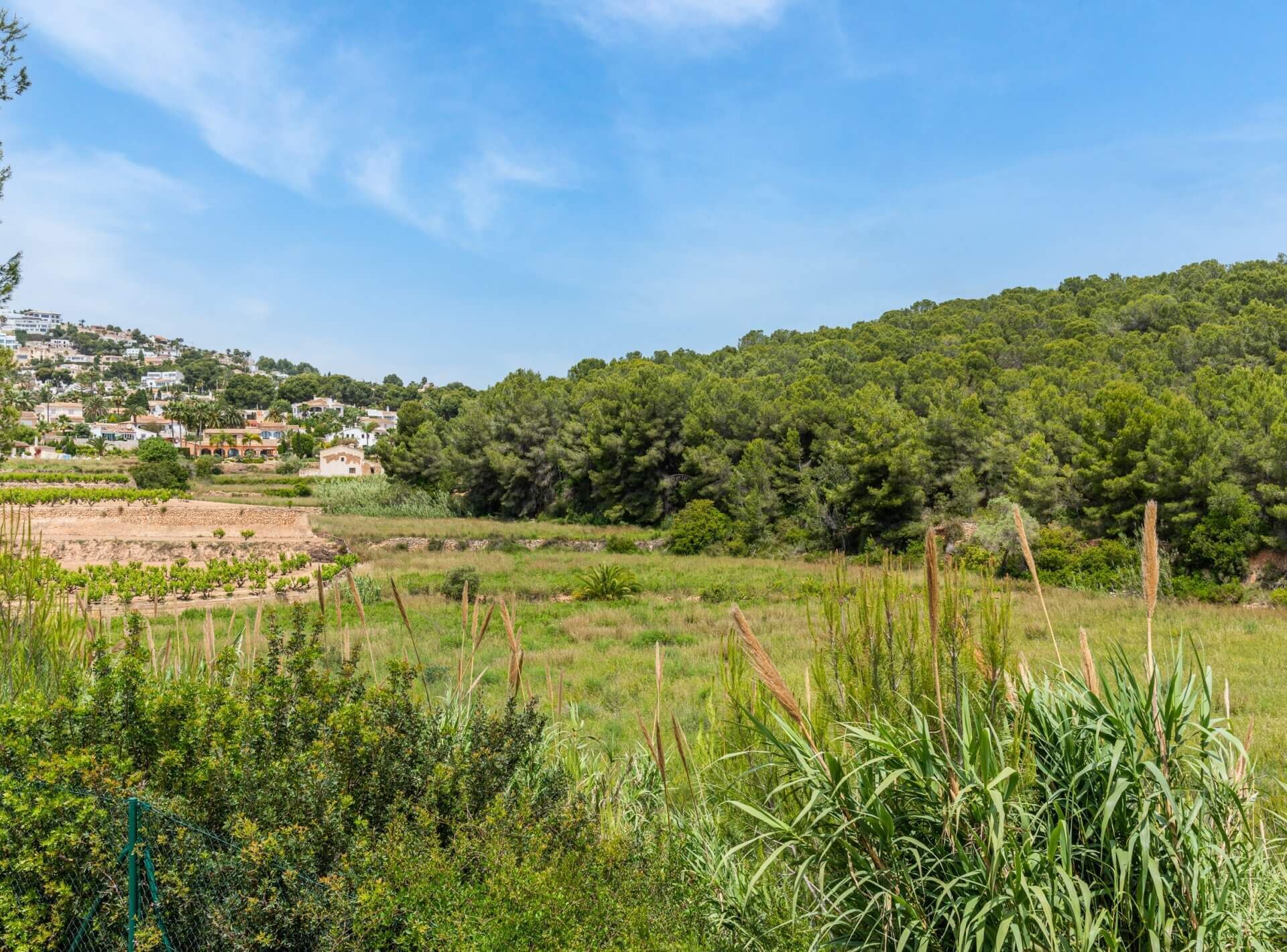 Un paysage côtier avec une colline parsemée de maisons, un champ herbeux et une forêt dense.