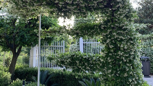 Ein Garten mit verschiedenen Bäumen und Sträuchern, darunter ein markanter Baum mit weißen Blüten.