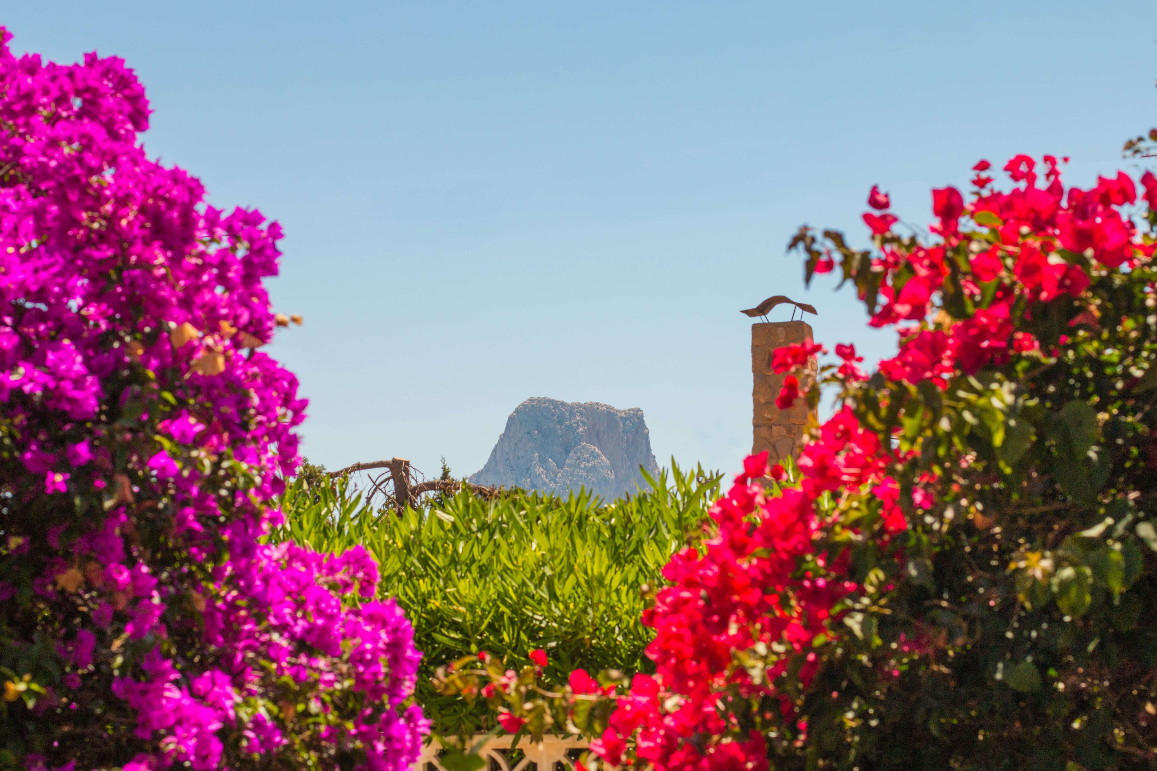 Un paysage naturel caractérisé par une végétation luxuriante aux fleurs roses éclatantes et une formation rocheuse imposante en arrière-plan.