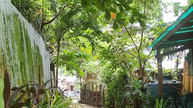 Un chemin en béton bordé d’une végétation luxuriante et d’un mur en métal ondulé.