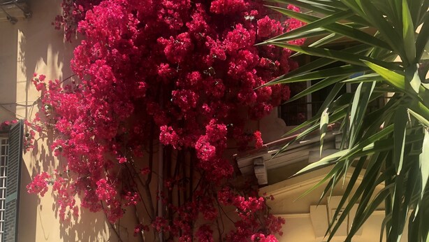A building facade with a large tree bearing vibrant pink flowers, a potted plant on a small stool, and a tiled entrance area. - Holiday home "Vatican 2 steps" (Roma)