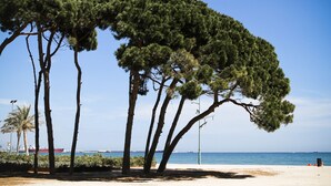 Uma praia com altas árvores de pinheiro, um céu azul límpido e uma embarcação ao longe.