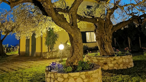Un gran árbol con un tronco grueso y ramas extendidas, rodeado por una jardinera de piedra.