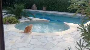 Outdoor pool - Gîte l'olivade For 4 pers private pool (Flayosc)