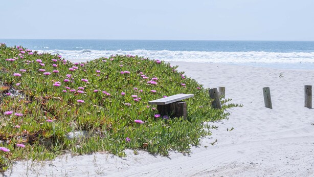 A sandy beach with a wooden bench and a flower bed. - Adorable Cozy Studio (Stinson Beach)