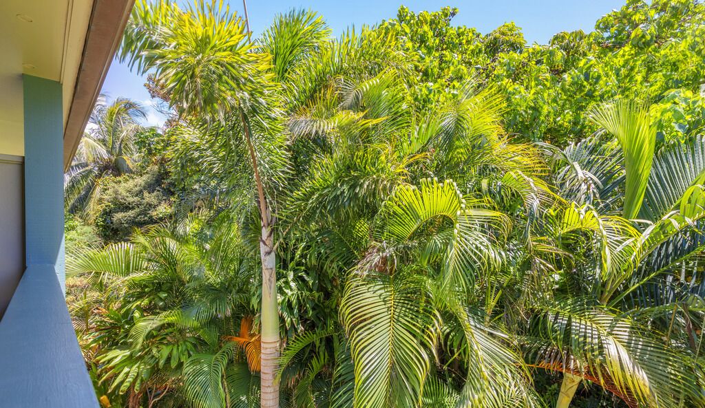 Un exuberante jardín tropical con follaje denso y palmeras.