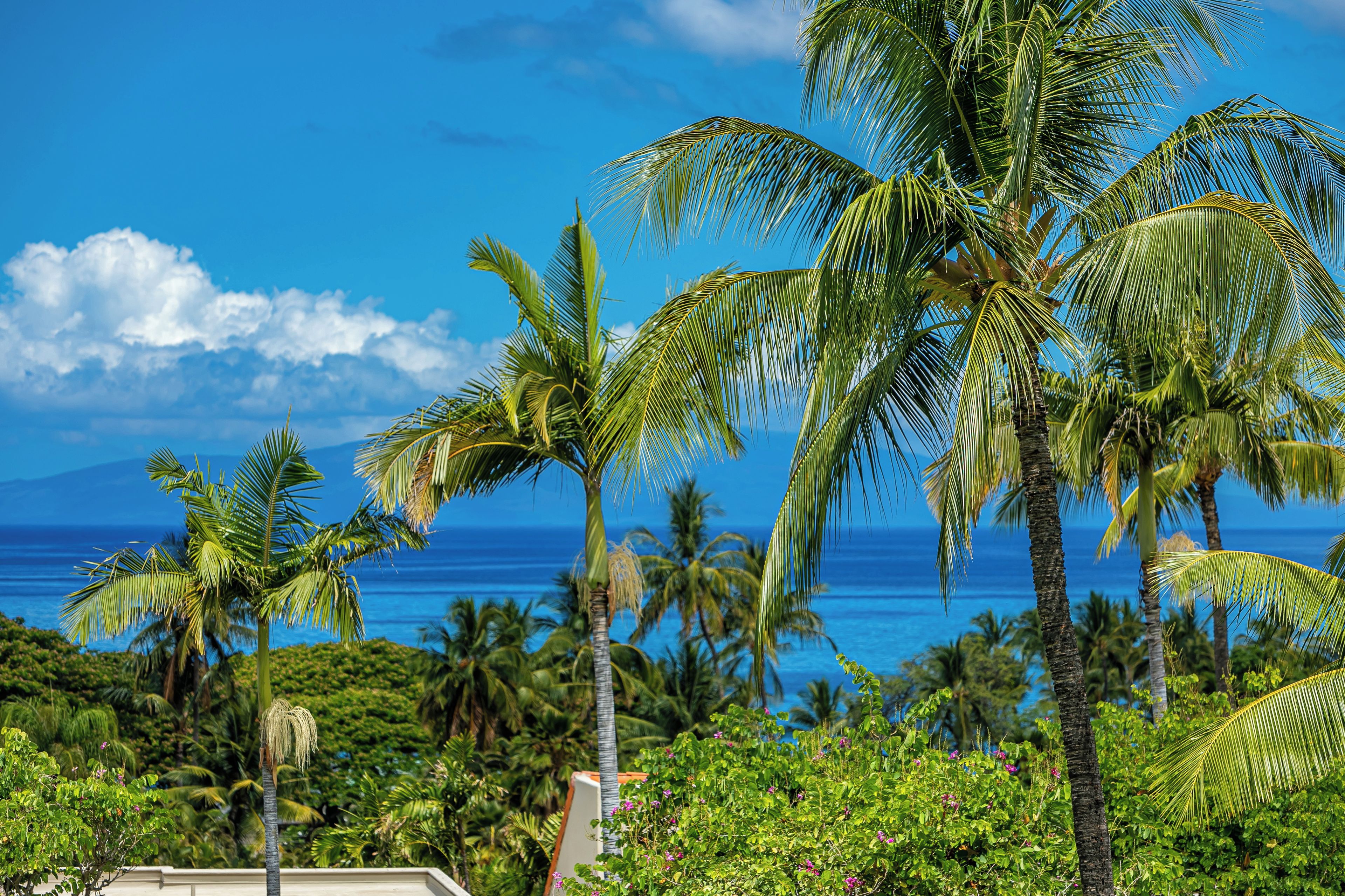 A tropical landscape with palm trees and a view of the ocean.