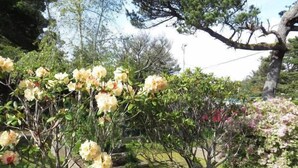 Unclassified image, 5 of 37, button - Smugglers Cove - Dog Friendly walk to beach (Florence)