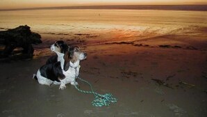 Unclassified image, 4 of 37, button - Smugglers Cove - Dog Friendly walk to beach (Florence)