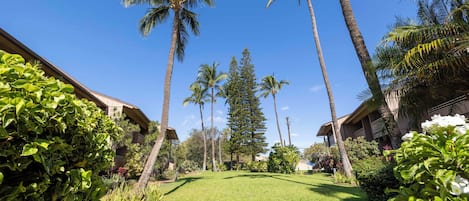 A well-maintained lawn with tall palm trees and a clear blue sky.