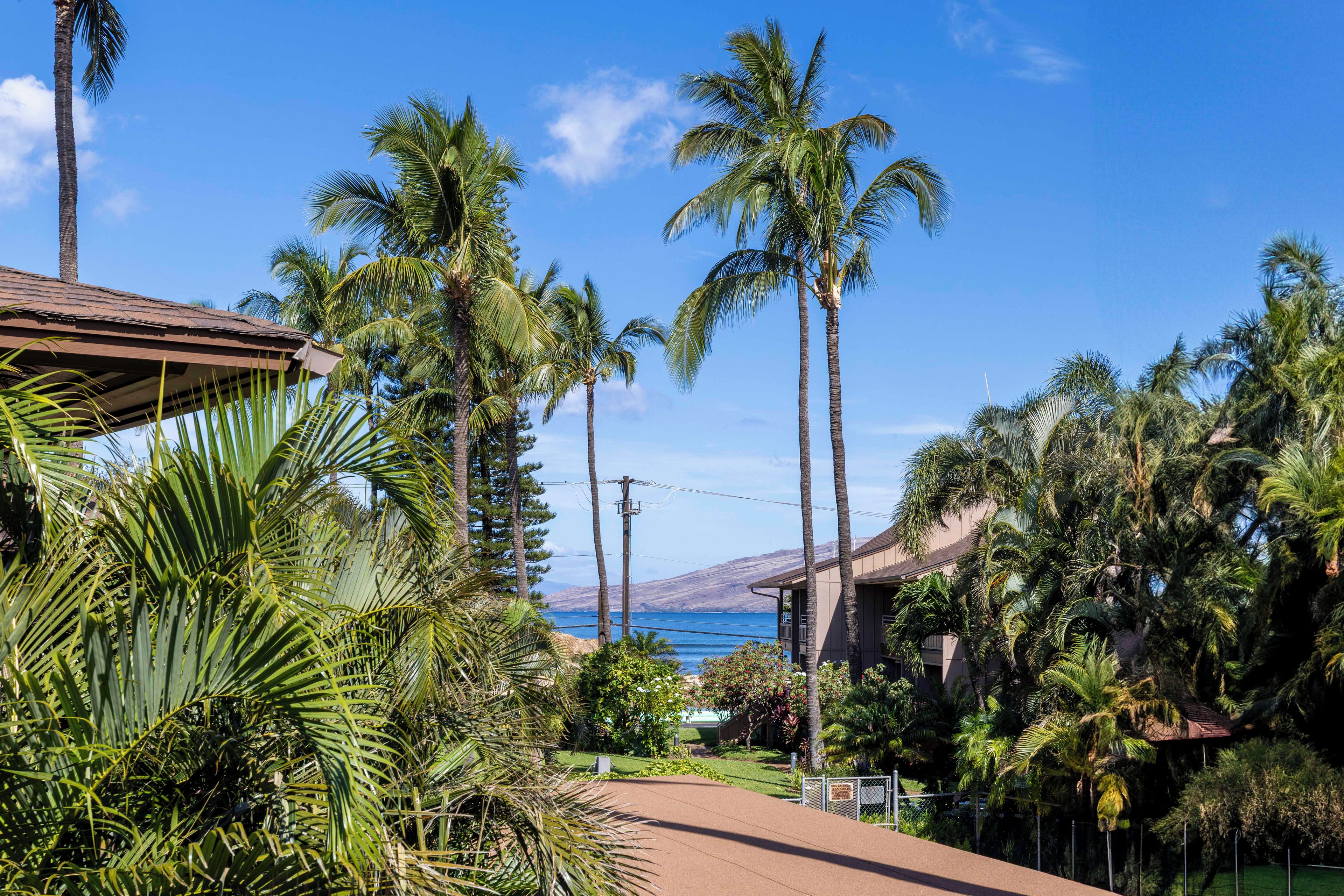A residential area with tall palm trees, a clear blue sky, and a view of the ocean.