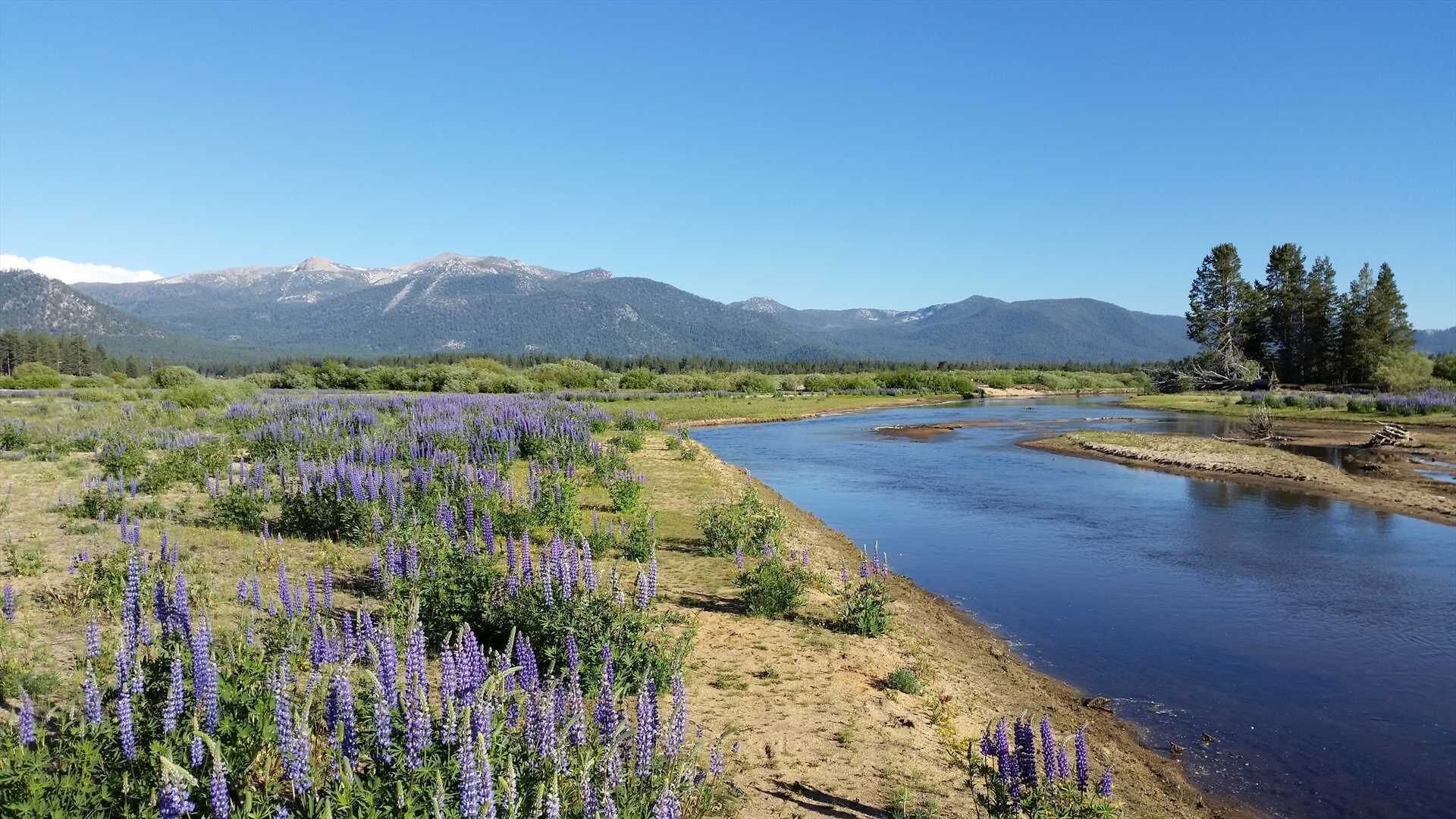 A river with mountains in the background and a field of purple flowers in the foreground.