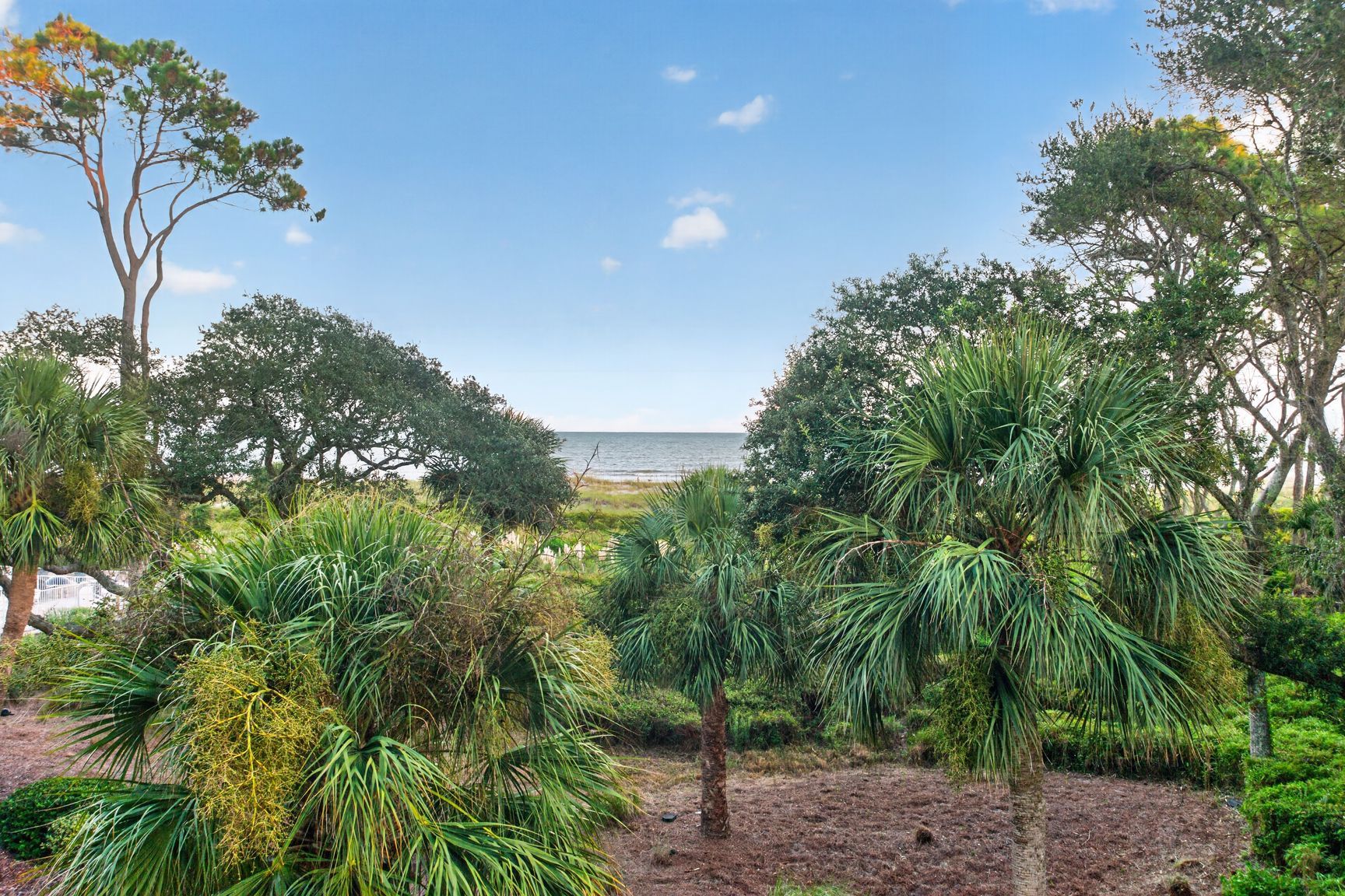 A coastal landscape with a variety of trees and shrubs, a clear sky, and a view of the ocean.