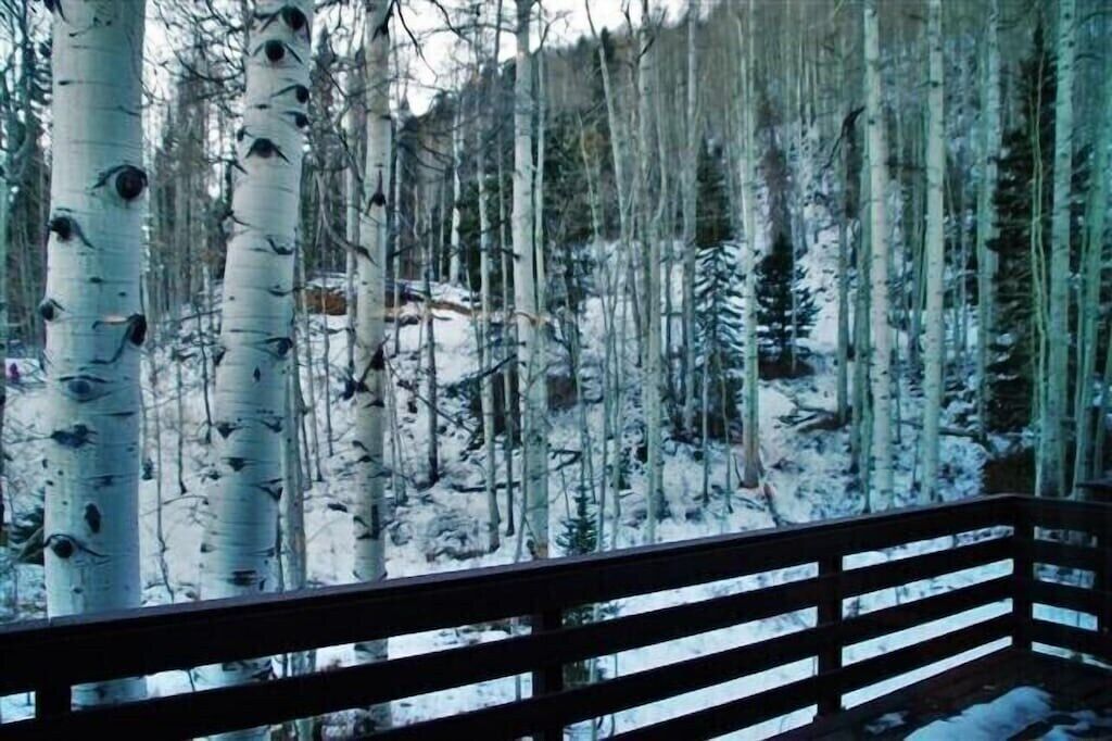 A forested area with birch trees and snow on the ground.