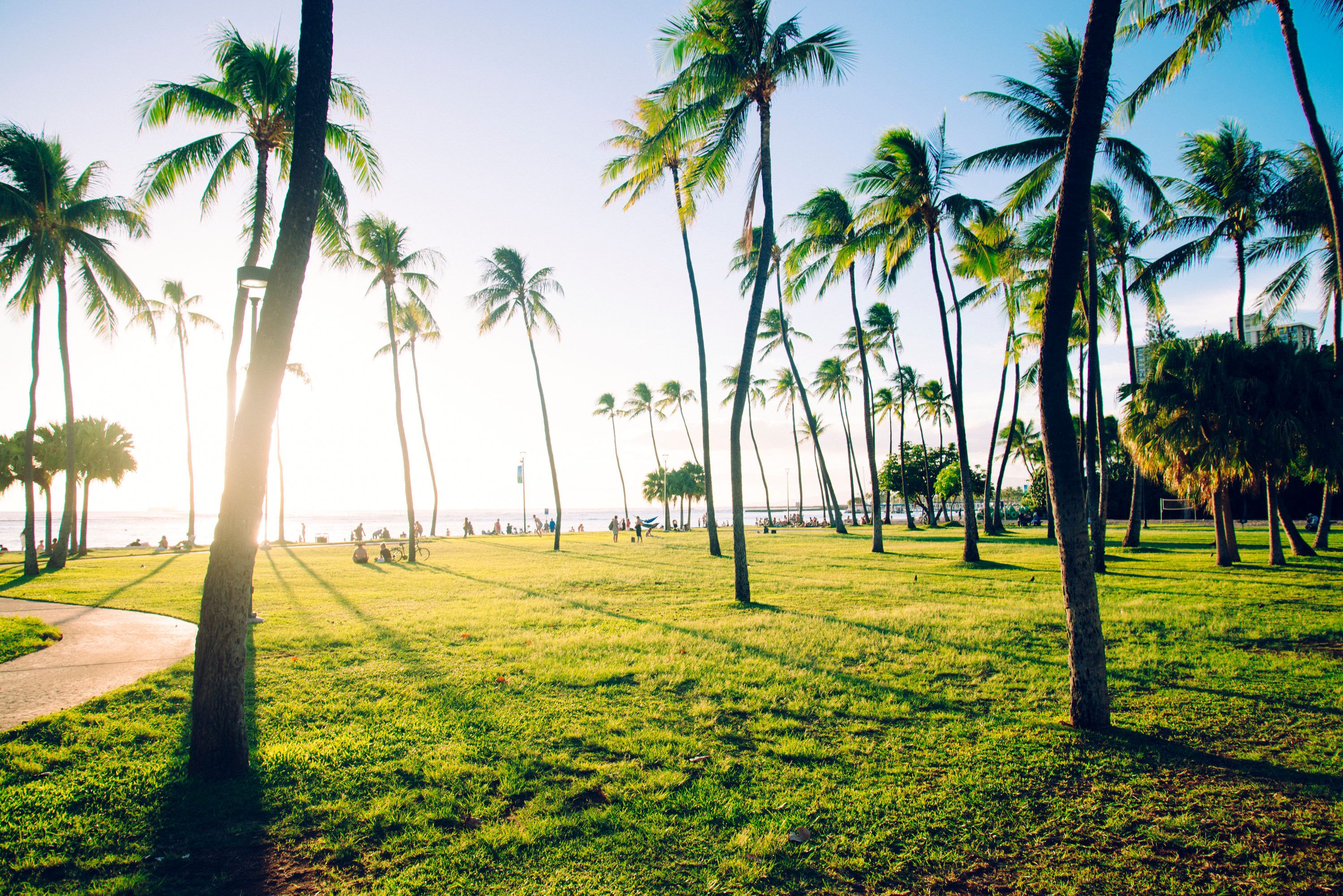 A grassy park with palm trees and a path.