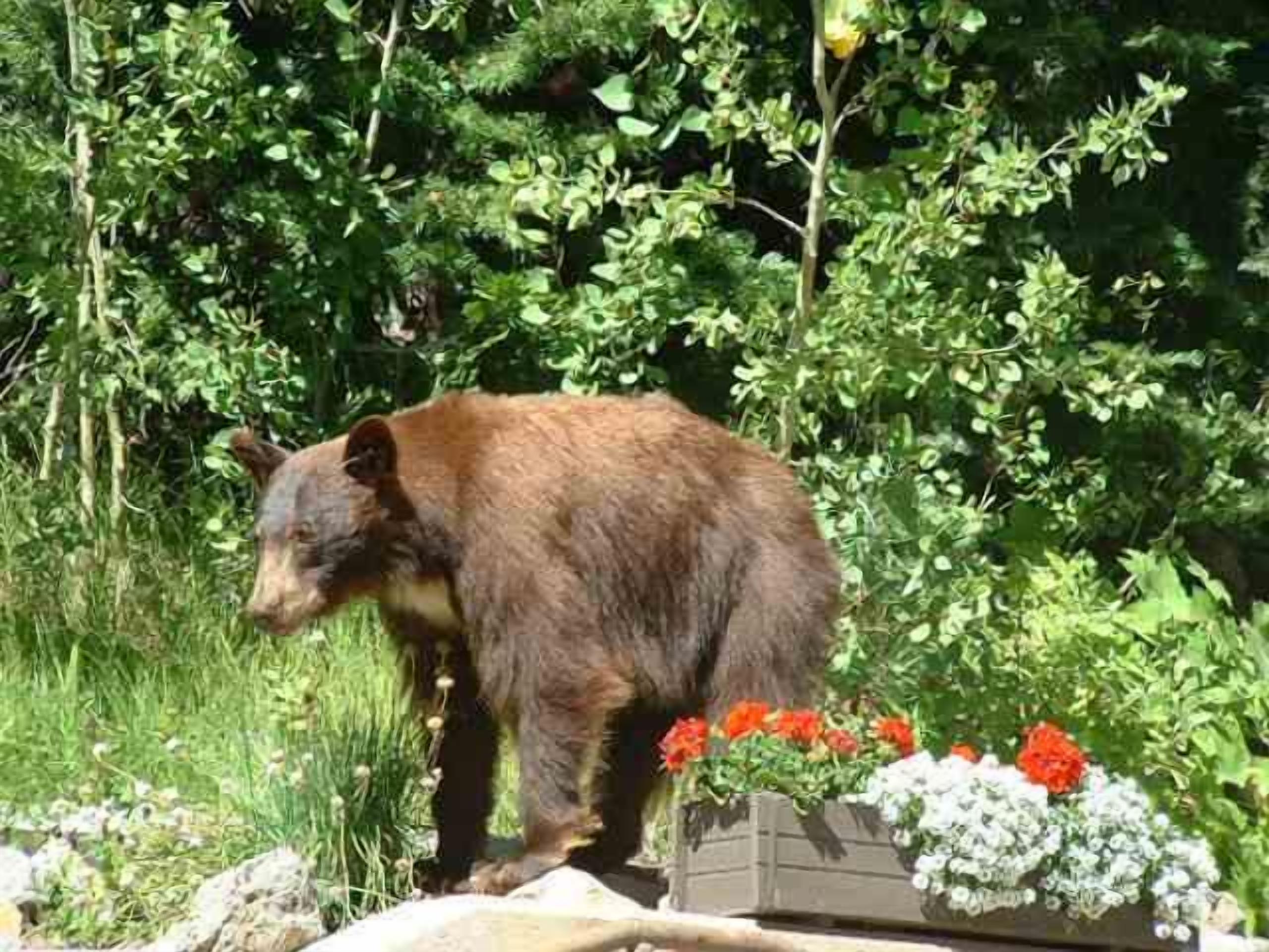 A bear standing on rocks with a flower bed in the foreground.