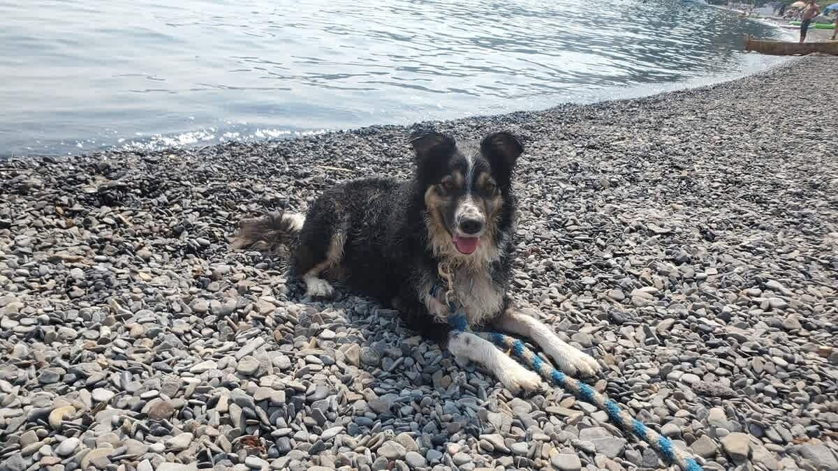 Un chien allongé sur une plage de galets, avec une laisse en corde.