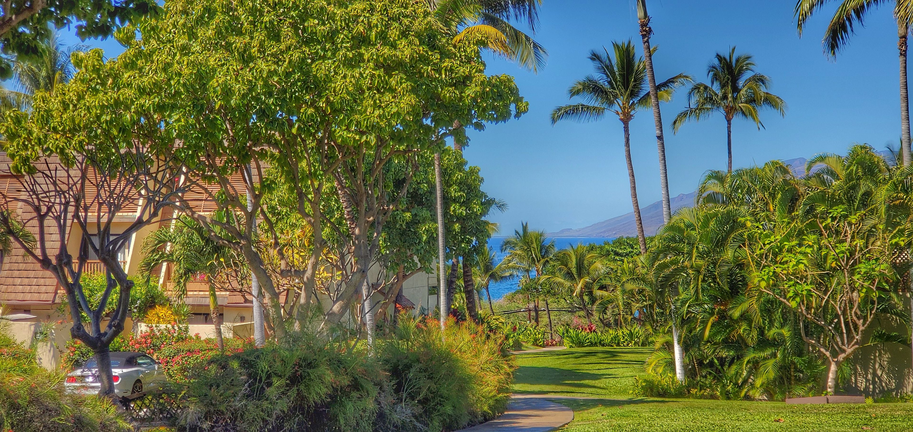 A lush garden with palm trees, a pathway, and a building with a car parked nearby.