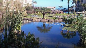 A resort with a central pond, palm trees, and buildings in the background.