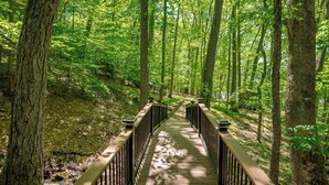 A wooden boardwalk through a forest with tall trees and a metal railing. - Dog Friendly Lakefront Retreat w/ Pool & Hot Tub (McHenry)