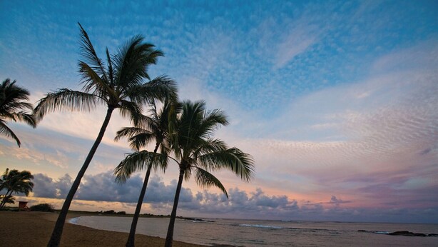 A beach with palm trees and a wooden bench.