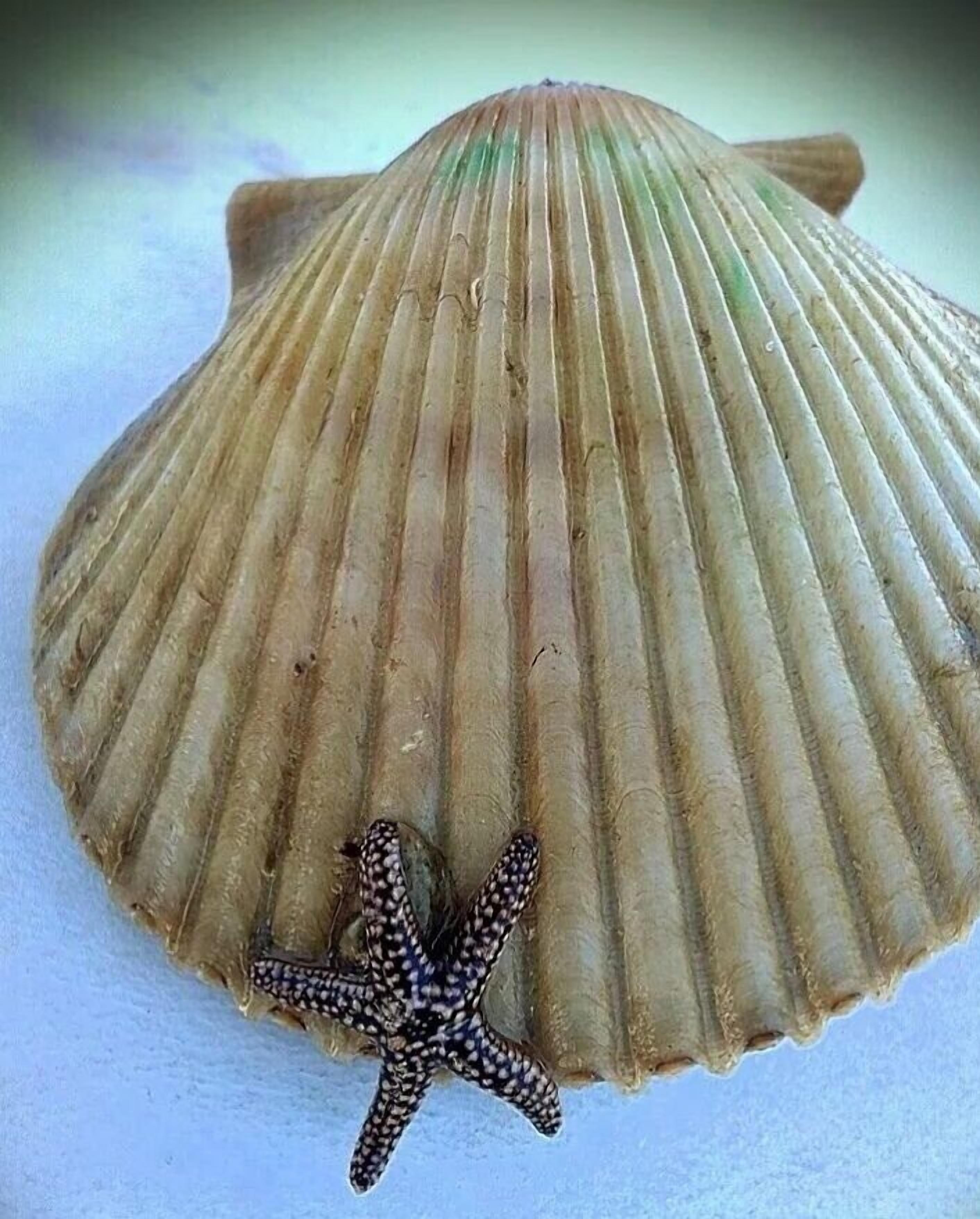Une coquille de Saint-Jacques sur laquelle repose une étoile de mer, le tout posé sur une surface blanche.