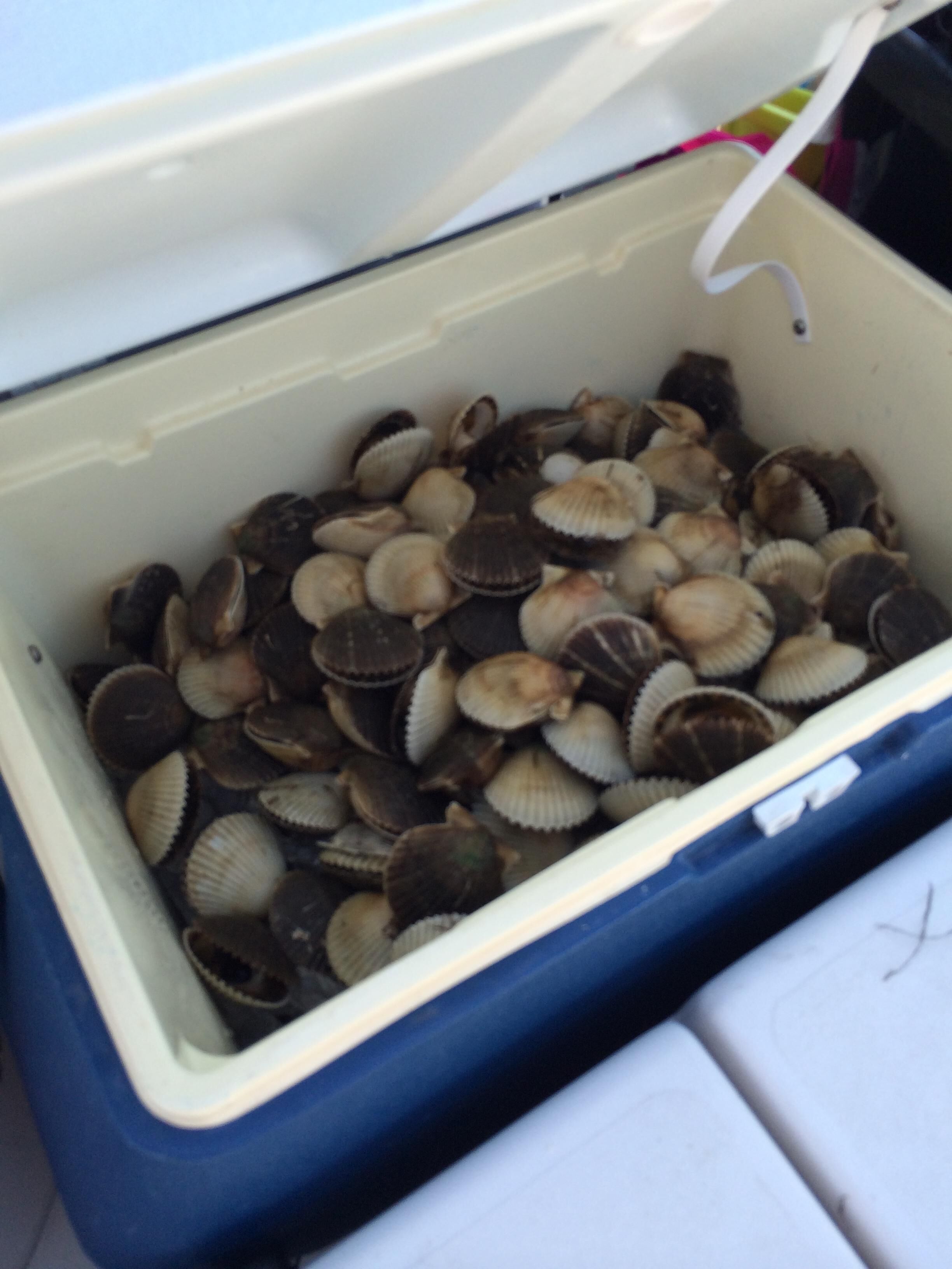 A cooler filled with clams.
