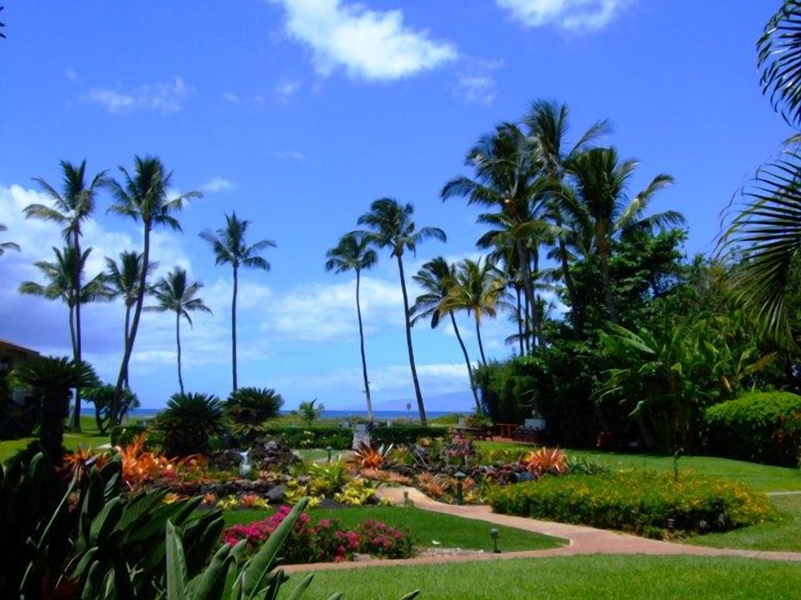 A tropical garden with palm trees and a pathway leading to a body of water.