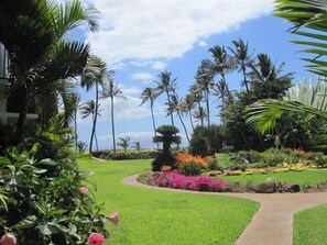 A tropical garden with palm trees and a curved pathway.