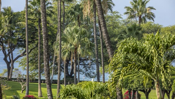 A lush garden with tall palm trees, a small pond, and a view of the water. - Kamaole Sands #2-301 Great Location Near Beach,Fitness Center,Hot Tub, A/C! (Kihei)