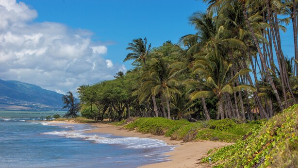 A beach with palm trees and a view of the ocean.