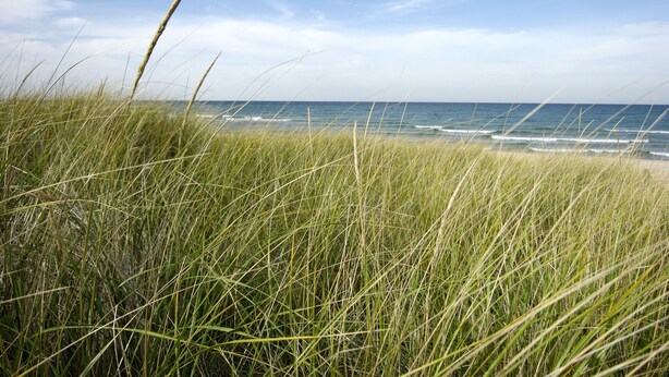 A beach with tall grass in the foreground and the ocean in the background. - Cozy Couples Retreat in Beachwalk Resort w/ Hot Tub (Michigan City)