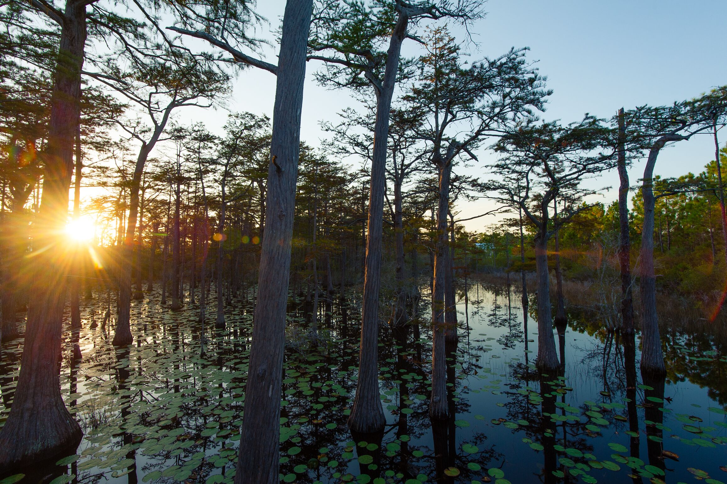 A swampy area with tall trees and water reflecting the sun.