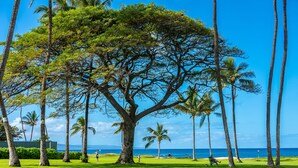 A large tree in a grassy area with a view of the ocean and palm trees. - Leinaala Oceanfront #104  Ocean Front, A/C, Oceanfront  views, Remodeled! (Kihei)