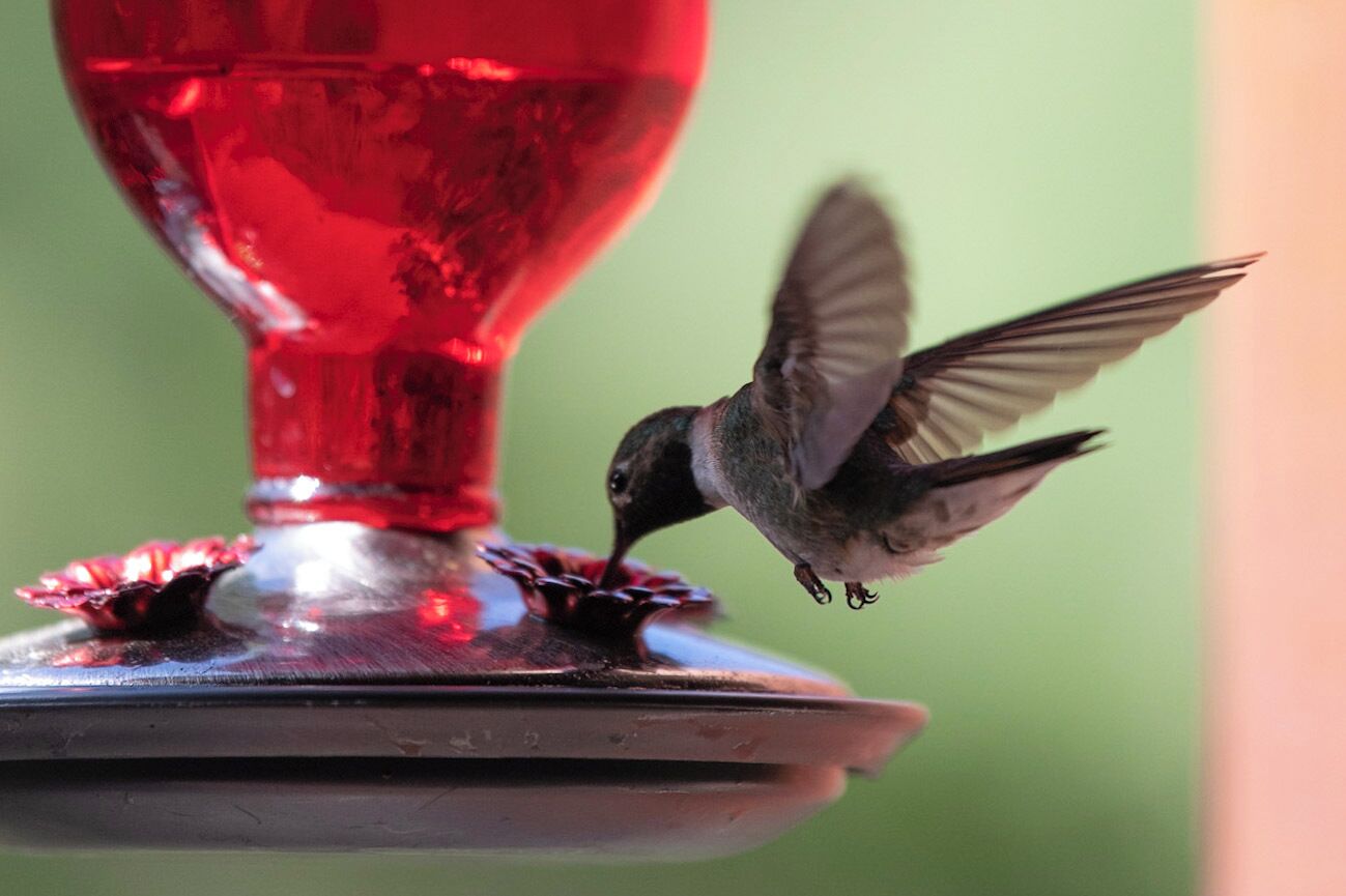 Un comedero para colibríes con un recipiente de vidrio rojo y una base de metal.