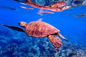 A sea turtle swimming underwater.