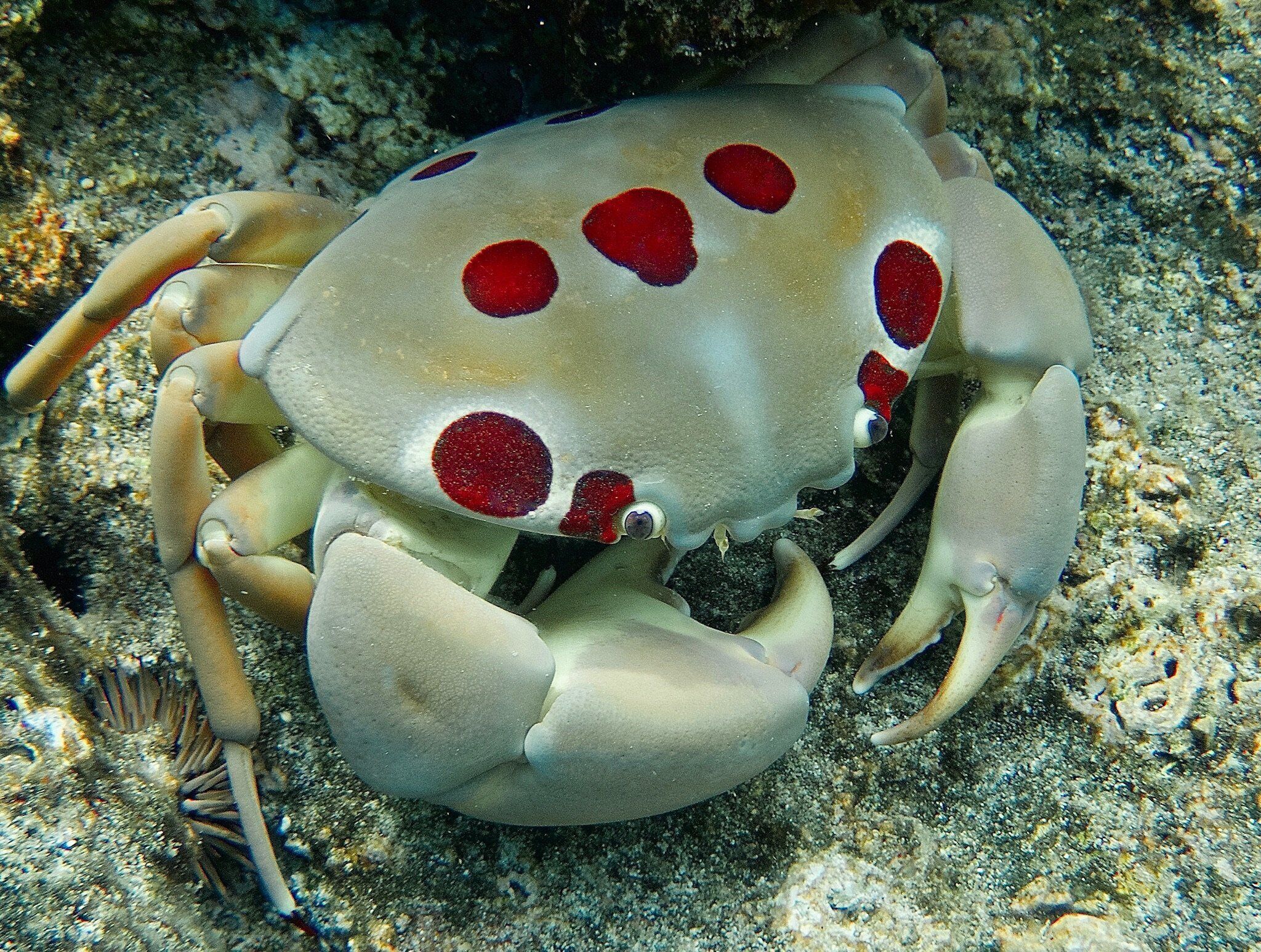 A crab with a light-colored shell and red spots.