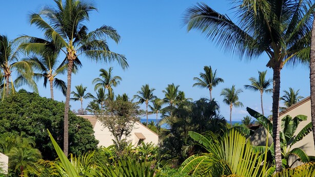 Un resort tropicale con palme e vegetazione lussureggiante.