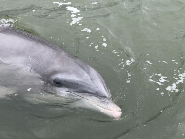 Ein Delfin im Wasser.