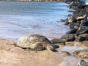 A sea turtle resting on a rocky beach with calm water in the background.