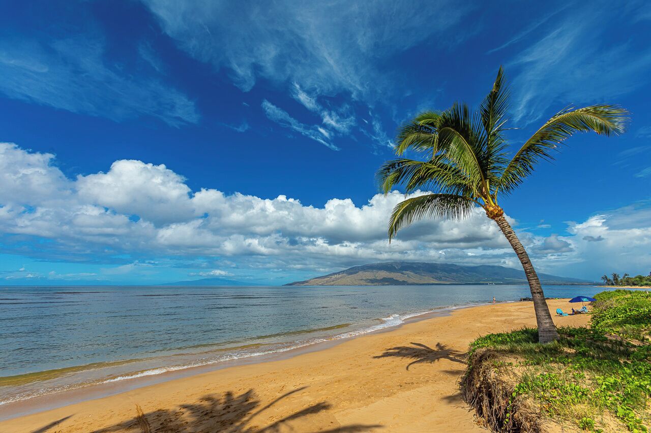 A beach with a palm tree, clear sky, and calm sea.
