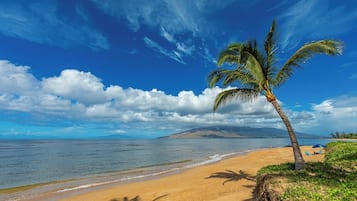 A beach with a palm tree, clear sky, and calm sea.